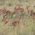 5 Days Kenya Safari (2)
