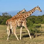 8-Day Kenya Safari