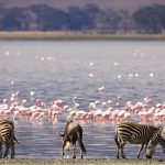 8-Day Kenya Safari (3)