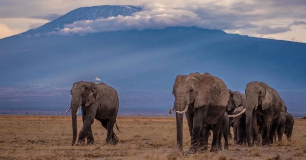Best Safari Tours in Kenya