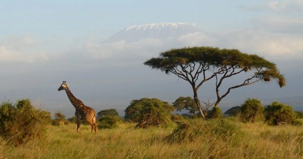 Best Safari Tours in Kenya