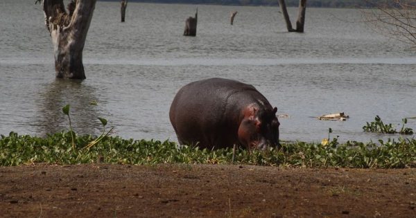 Best Safari in Kenya