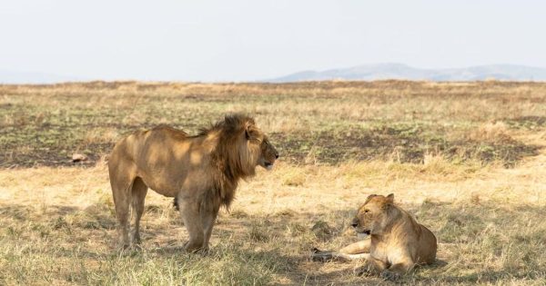 Kenya Safari