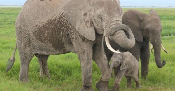 Kenya Safari Packages for Families