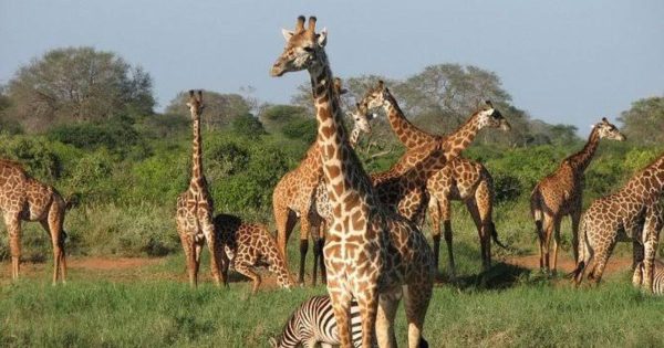 Kenya Safari from Mombasa