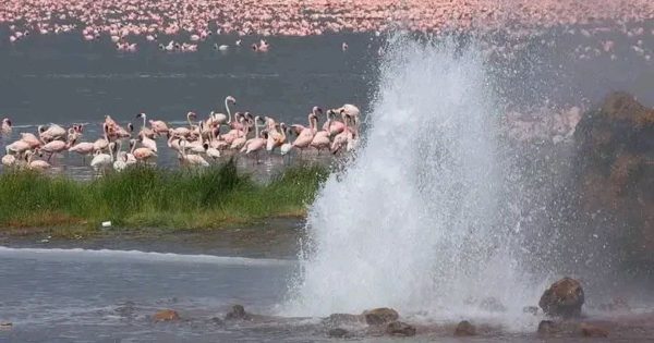 Lake Bogoria Safari