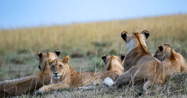luxury safari in Kenya