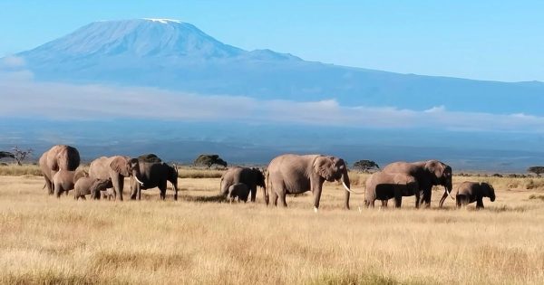 Masai Mara vs Amboseli