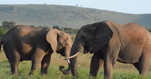 Mombasa Safari Tours