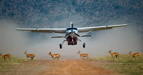 Safari Packages From Nairobi