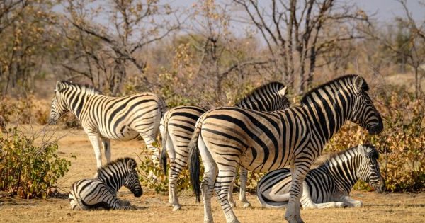 Safari Tours in Kenya