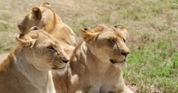 Safari Tours in Kenya