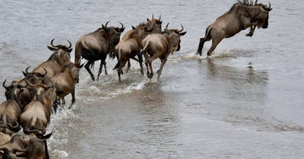 Student Safari Packages in Kenya
