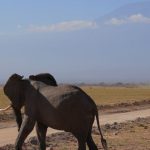 10 Days Kenya Safari