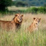 10 Days Tanzania Safari (2)