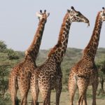 10 Days Tanzania Safari (3)