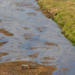 10 Days Tanzania Safari (4)