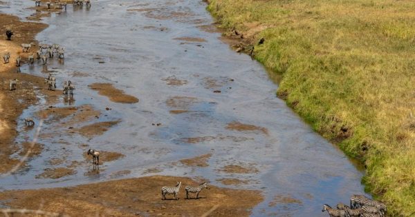 Kenya Safari vs Tanzania Safari