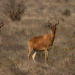 11 Days Mombasa Tsavo Diani Beach Safari (2)