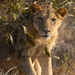 11 Days Mombasa Tsavo Diani Beach Safari (3)