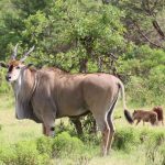 11 Days Mombasa Tsavo Diani Beach Safari (4)