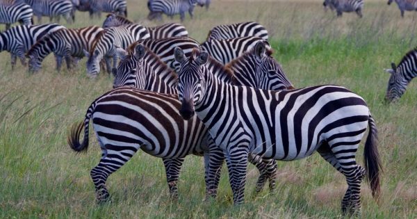 Serengeti Safari