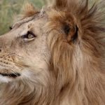 12 Days Tanzania Safari & Zanzibar Holiday (4)