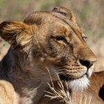 14 Days Tanzania and Zanzibar Safari (2)