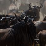 14 Days Tanzania and Zanzibar Safari (4)