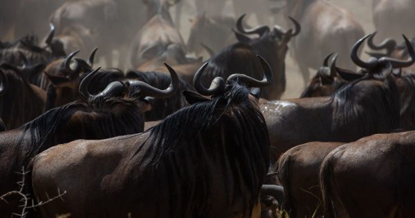 Serengeti Safari