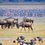 16-Day Tanzania Safari & Cultural Adventure