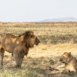 16-Day Tanzania Safari & Cultural Adventure (2)