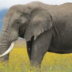 best time to go on safari in Kenya