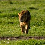 best time to go on safari in Kenya