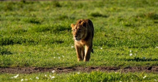 best time to go on safari in Kenya
