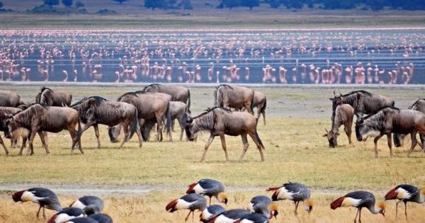 Serengeti Safari Packages