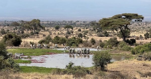 Affordable Safari in Kenya