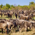 3 Days Masai Mara Wildebeest Migration (3)