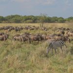 3 Days Masai Mara Wildebeest Migration (4)