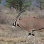 3 Days Samburu Safari (2)