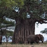 4 Days Tarangire & Ngorongoro Safari