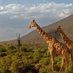 5 Days Samburu Ol Pejeta and Aberdares Safari