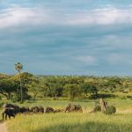 5 Days Tanzania Safari