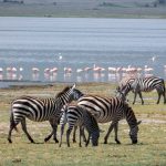 5 Days Tanzania Safari (2)