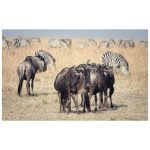 6-Day Tanzania Safari Itinerary