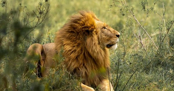 7-Day Kenya Safari