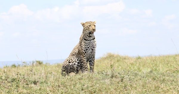 7-Day Kenya Safari