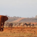 7-Day Mombasa Tsavo East Diani Beach Safari (2)