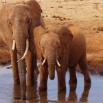 7-Day Mombasa Tsavo East Diani Beach Safari (4)