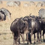 8-Day Tanzania Safari & Great Migration Safari